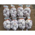 High Quality Normal Garlic Hot Sale